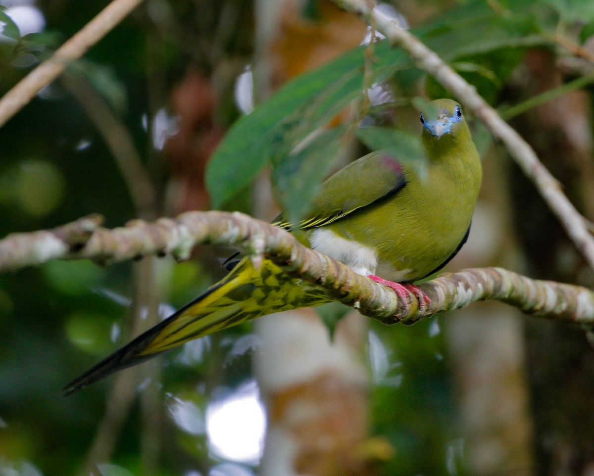 Yellow-vented Green-Pigeon - ML476437571