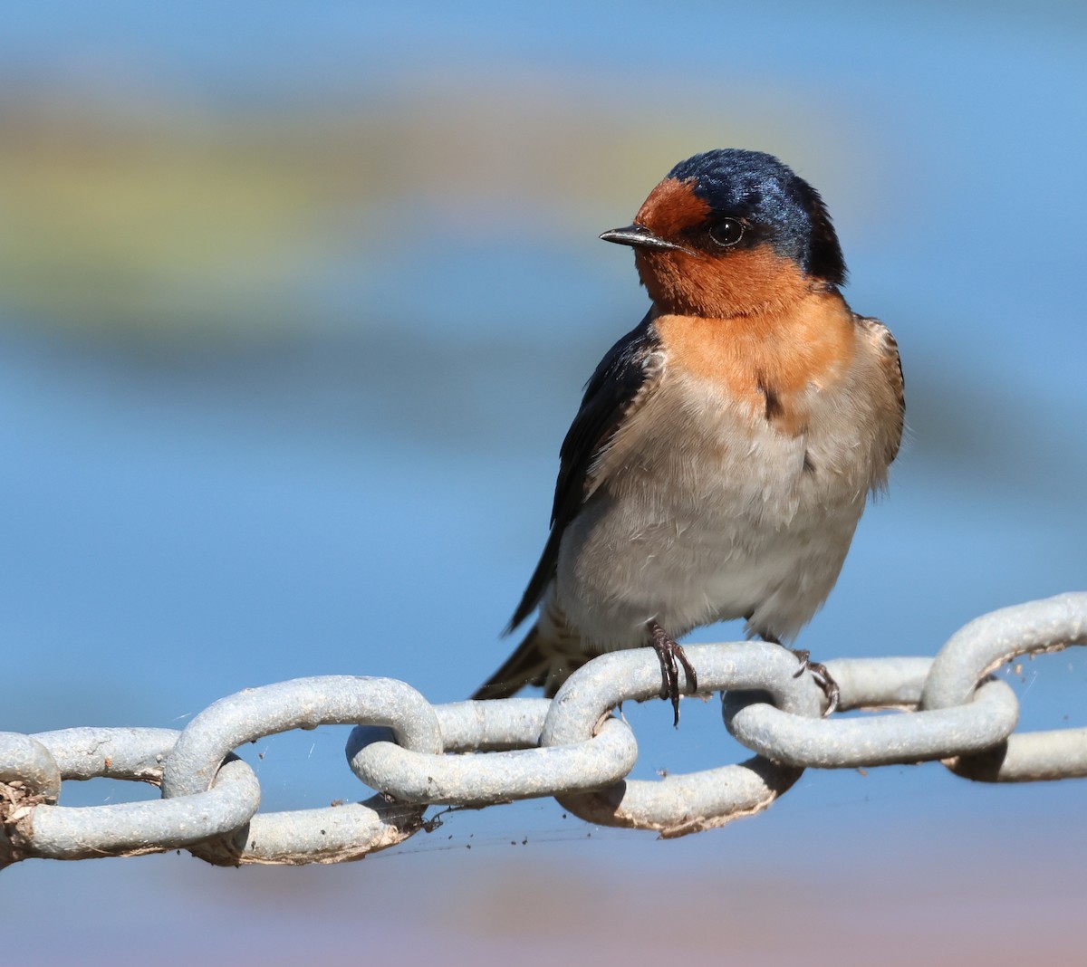 ML476439171 Welcome Swallow Macaulay Library