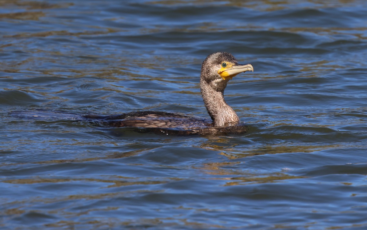 Great Cormorant - Andy Gee