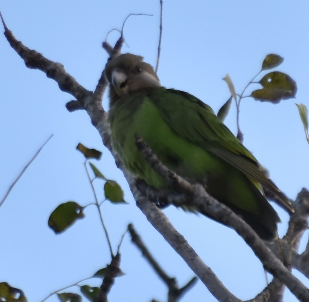 Буроголовый попугай - ML476447571