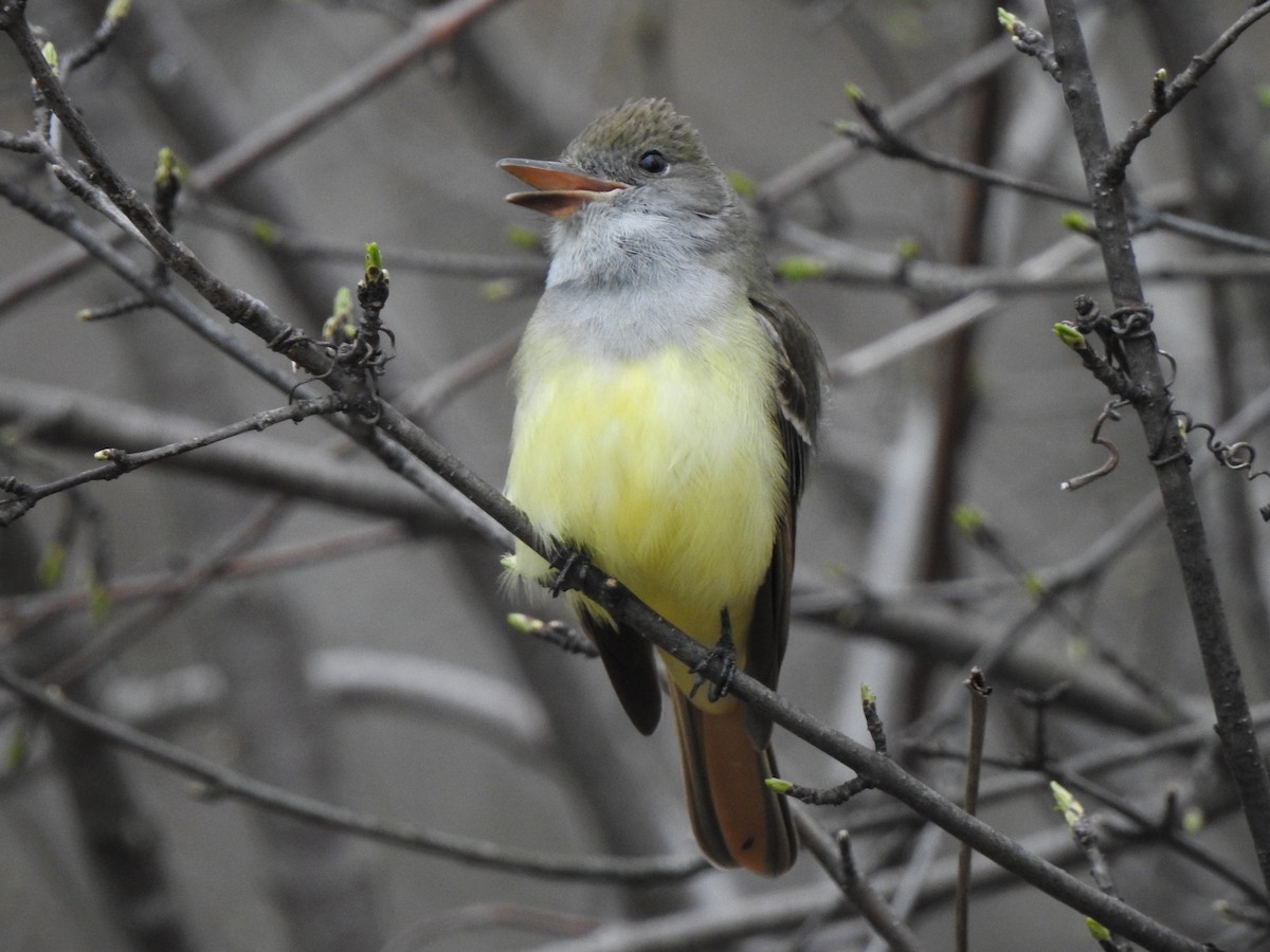 Great Crested Flycatcher - ML476450211