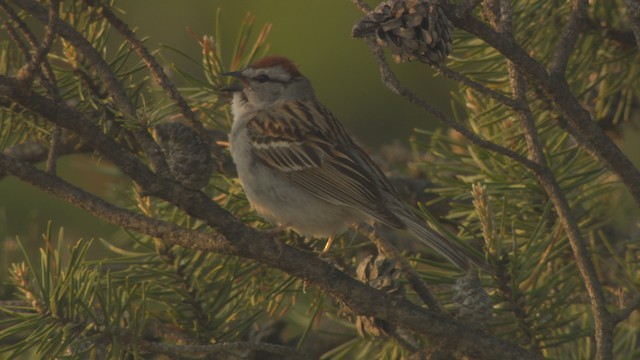 Chipping Sparrow - ML476451