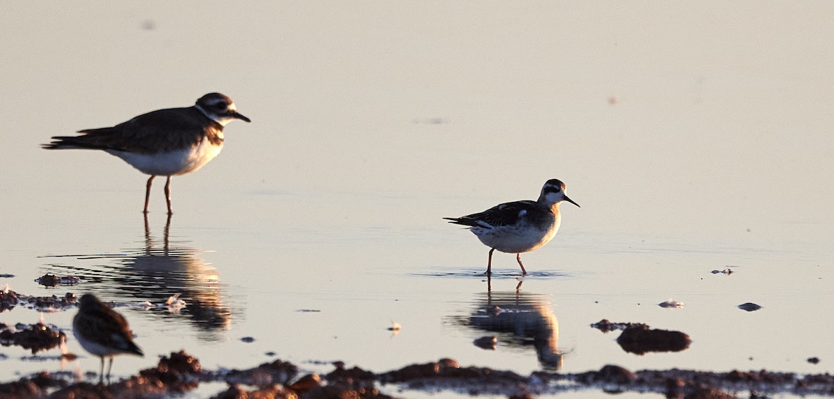 Red-necked Phalarope - Chase Moxley