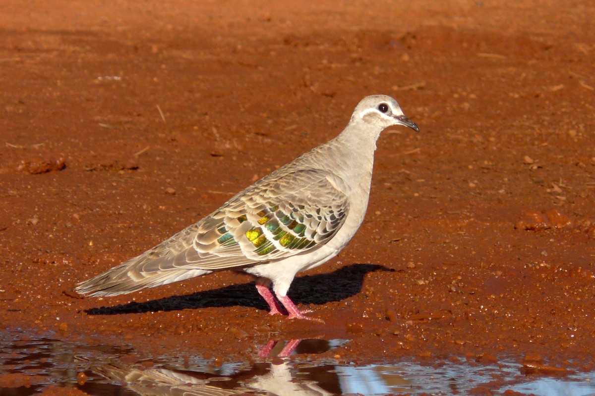 Common Bronzewing - Ric Else