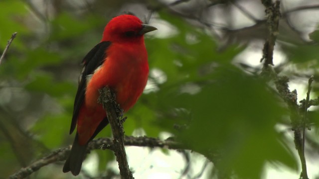 Scarlet Tanager - ML476462