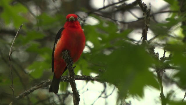 Scarlet Tanager - ML476463