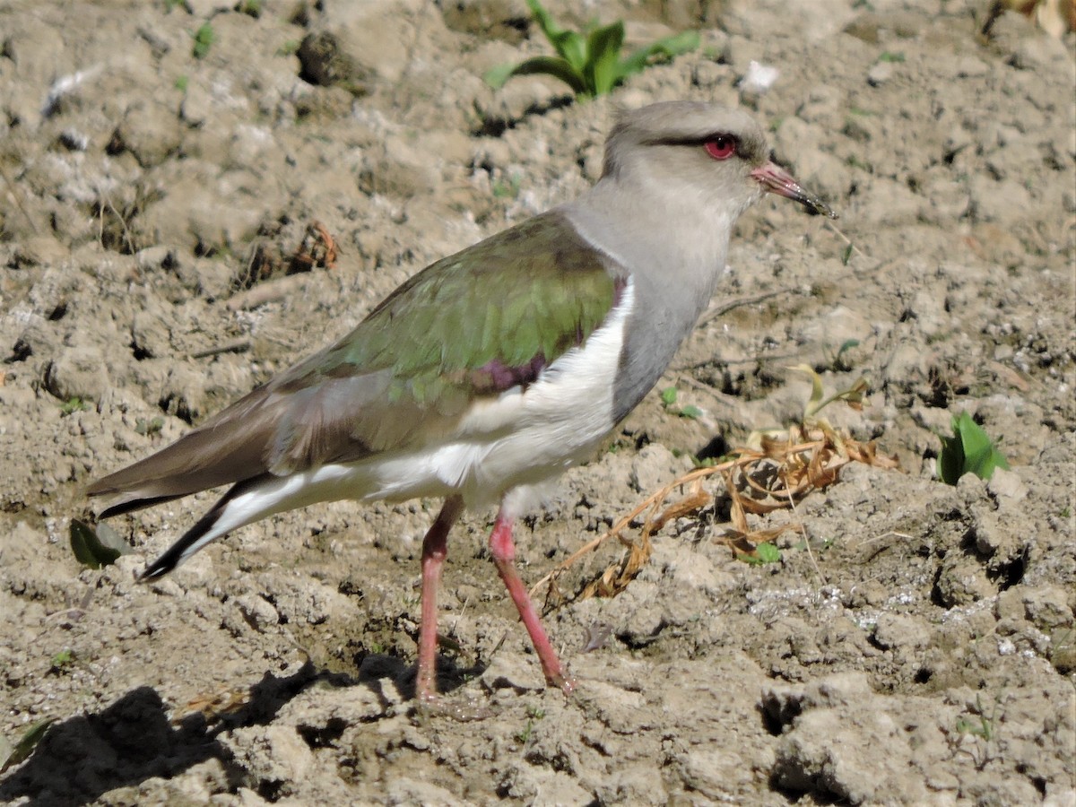 Andean Lapwing - ML476468791