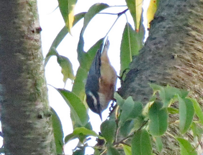Red-breasted Nuthatch - Don Gorney