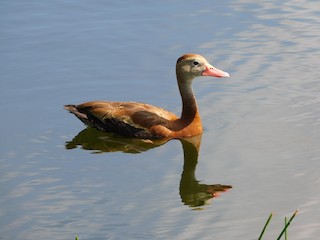 Black-bellied Whistling-Duck, ML476481391