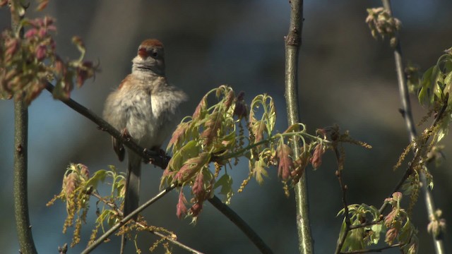 Field Sparrow - ML476488