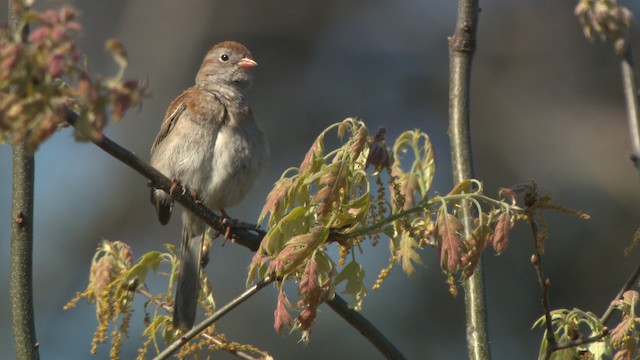 Field Sparrow - ML476489