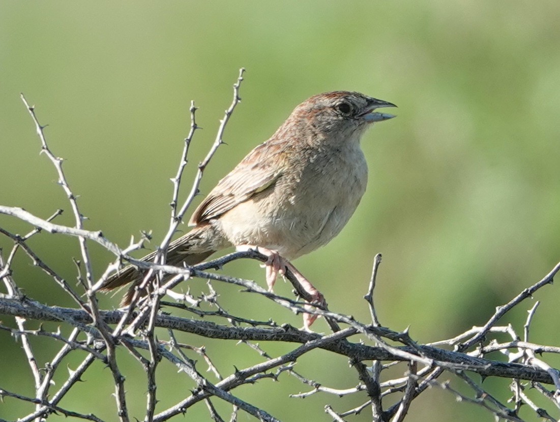 Botteri's Sparrow - ML476490991