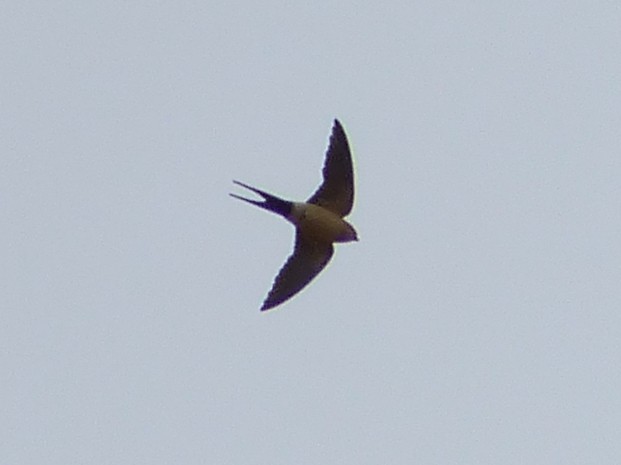Red-rumped Swallow - ML47649881