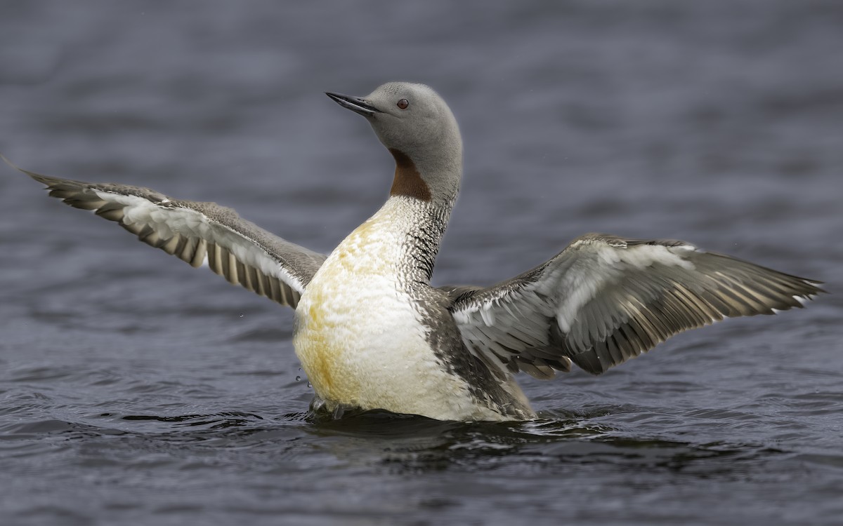 Red-throated Loon - ML476499331