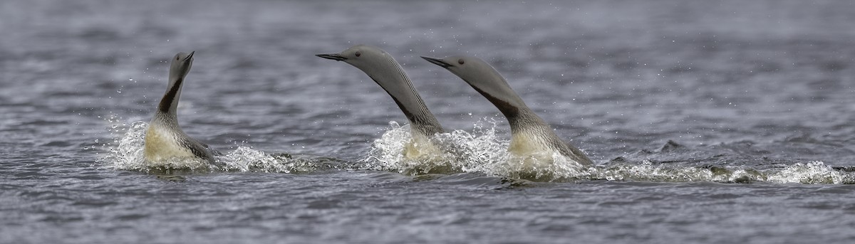 Red-throated Loon - ML476499501