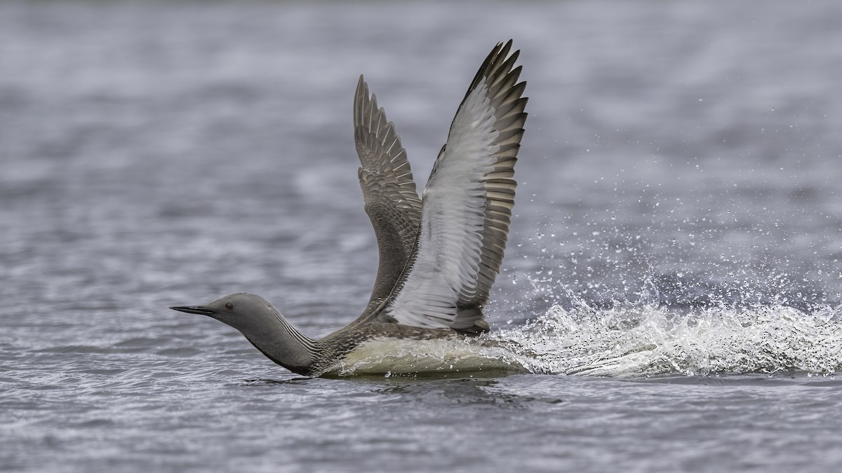 Red-throated Loon - ML476499601