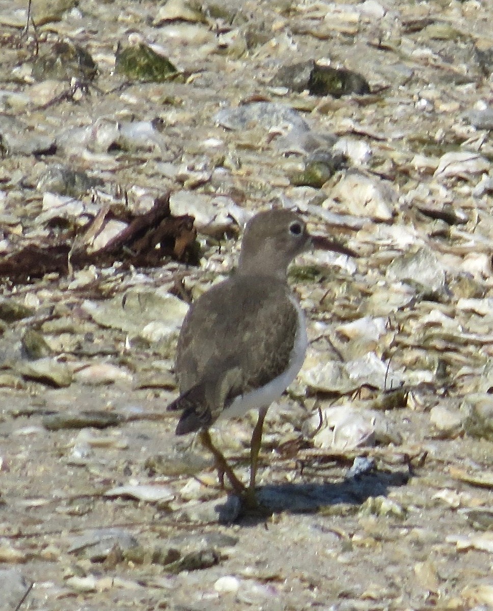 eBird Checklist - 19 Aug 2022 - St. Marks NWR (please consider using a ...