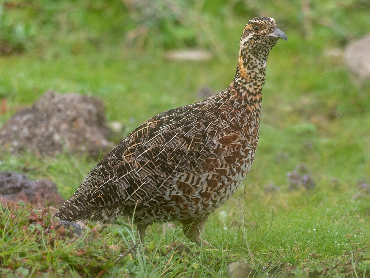 Moorland Francolin - Forest Botial-Jarvis