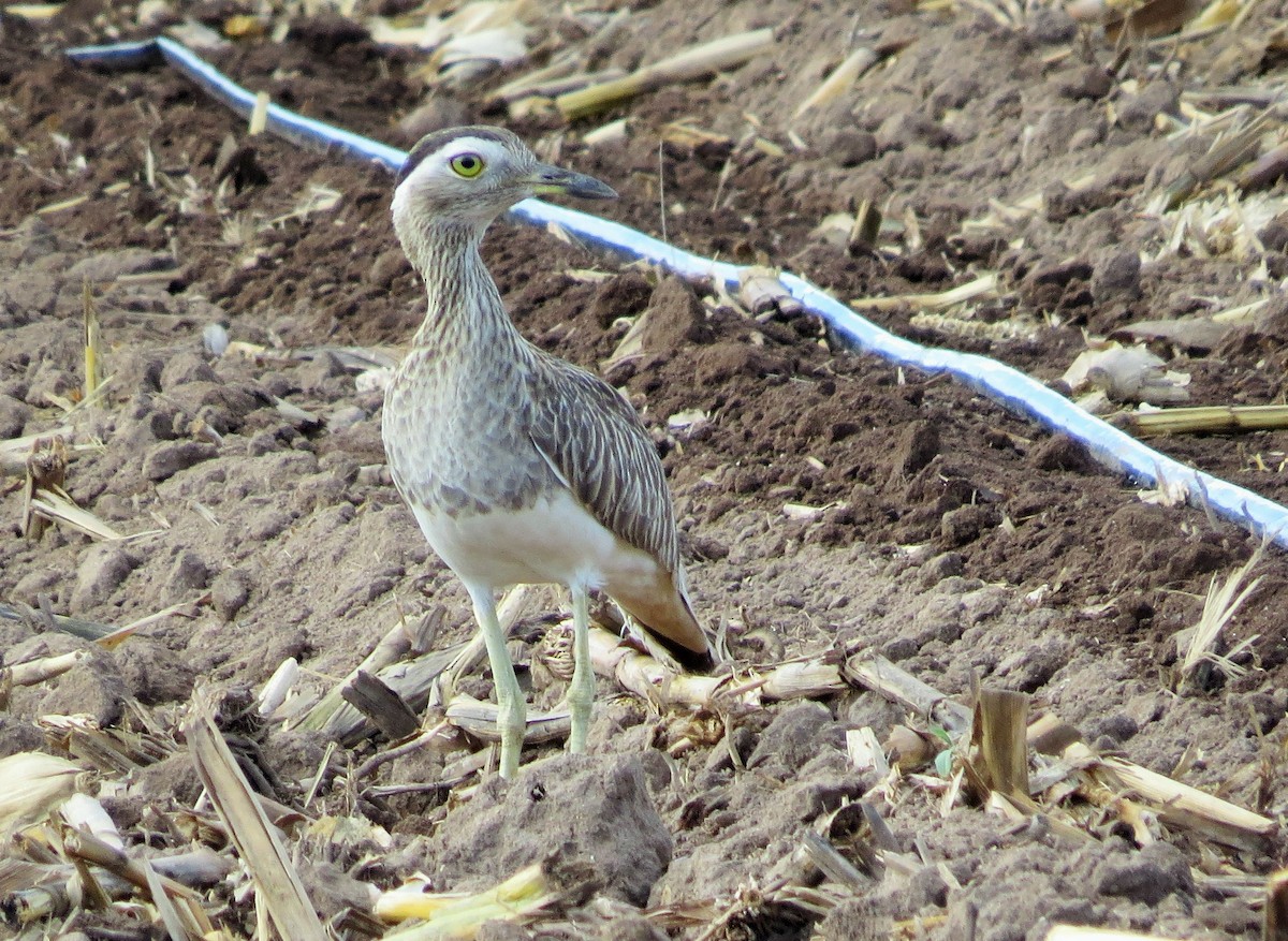 Double-striped Thick-knee - Oliver  Komar
