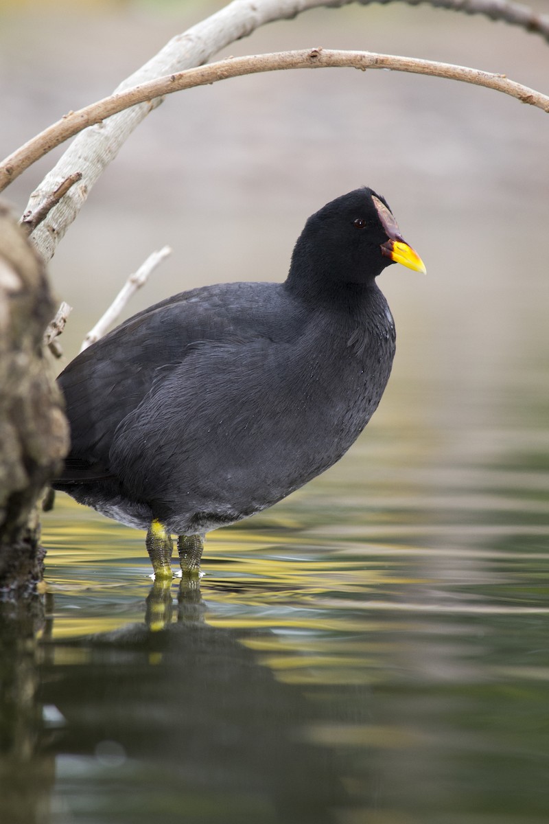 Red-fronted Coot - ML47650741