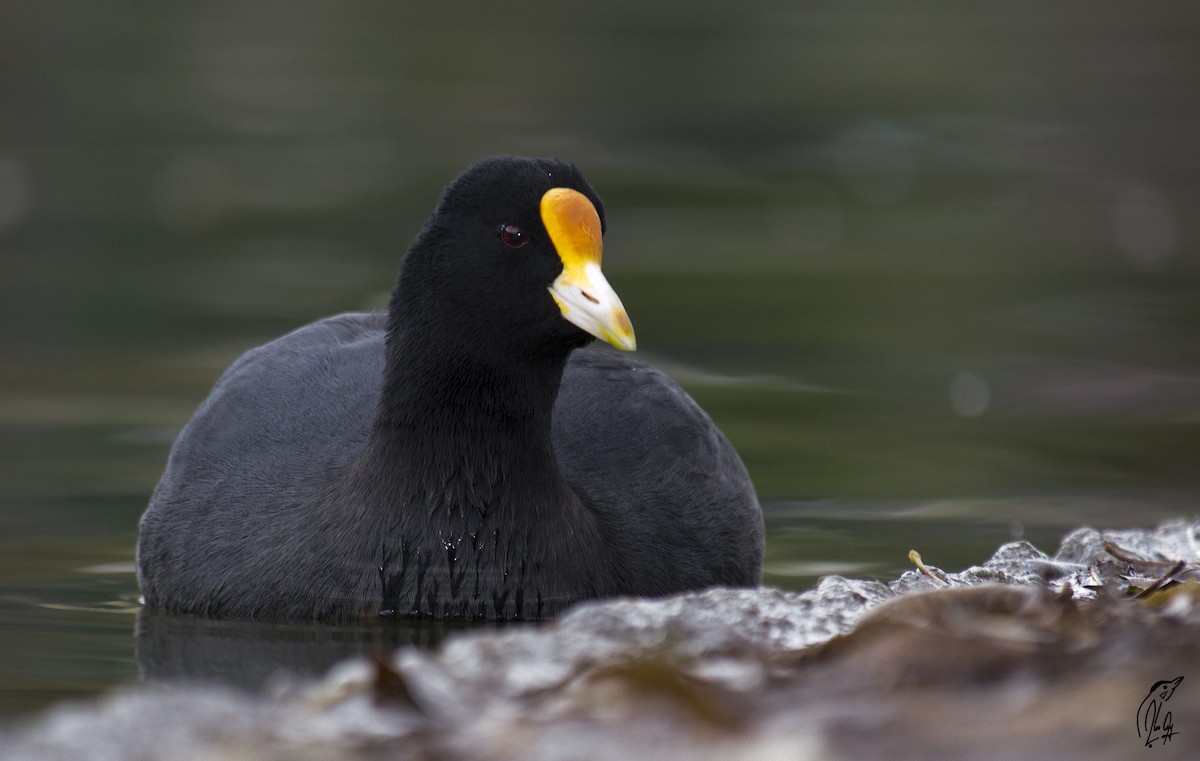 White-winged Coot - ML47650781