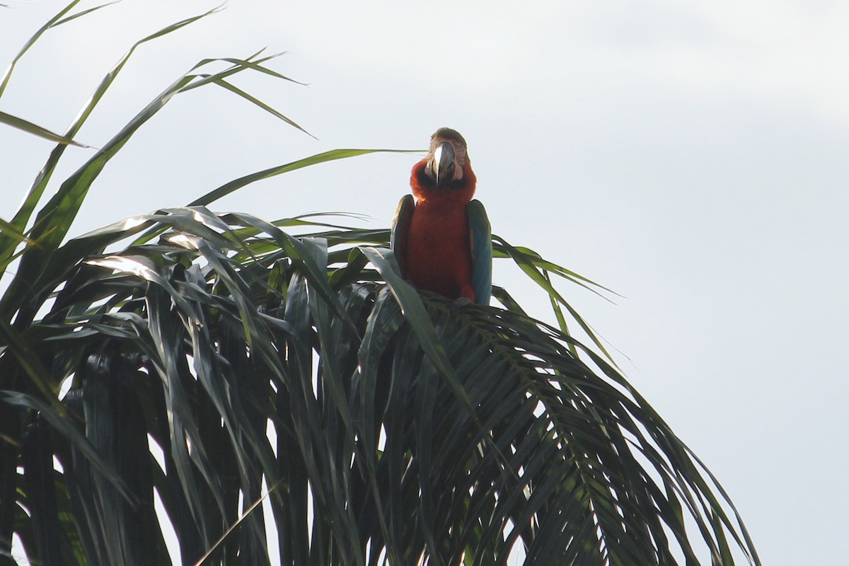 large macaw sp. - ML476521301