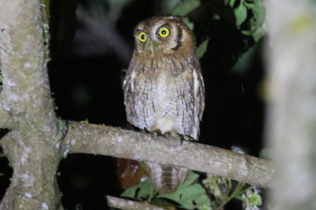 Tropical Screech-Owl - Joan and/or George Sims