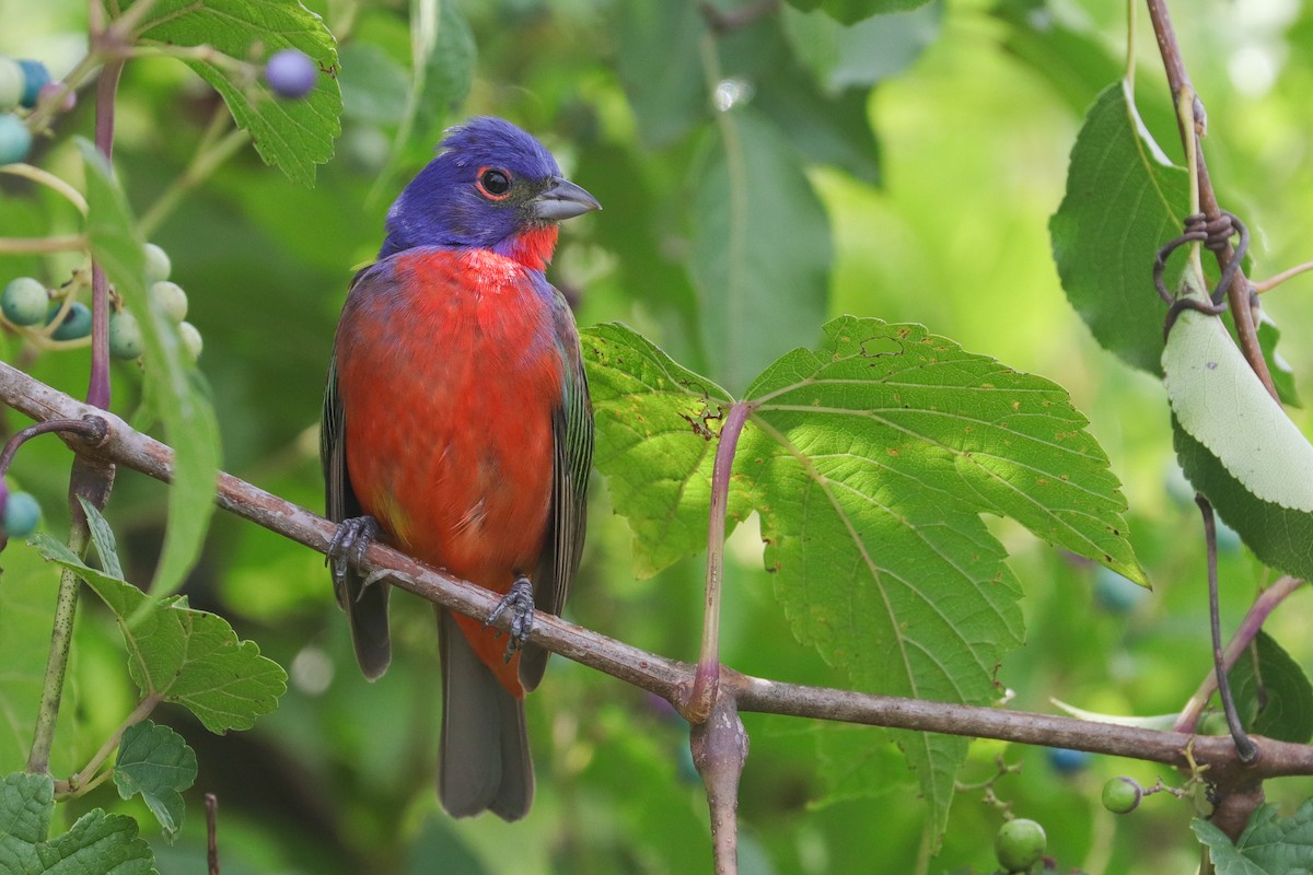 Painted Bunting - ML476524111