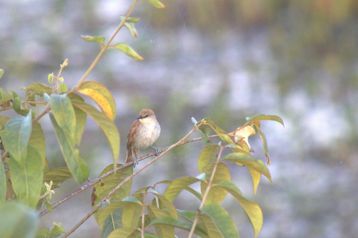 Yellow-chinned Spinetail - ML476533901