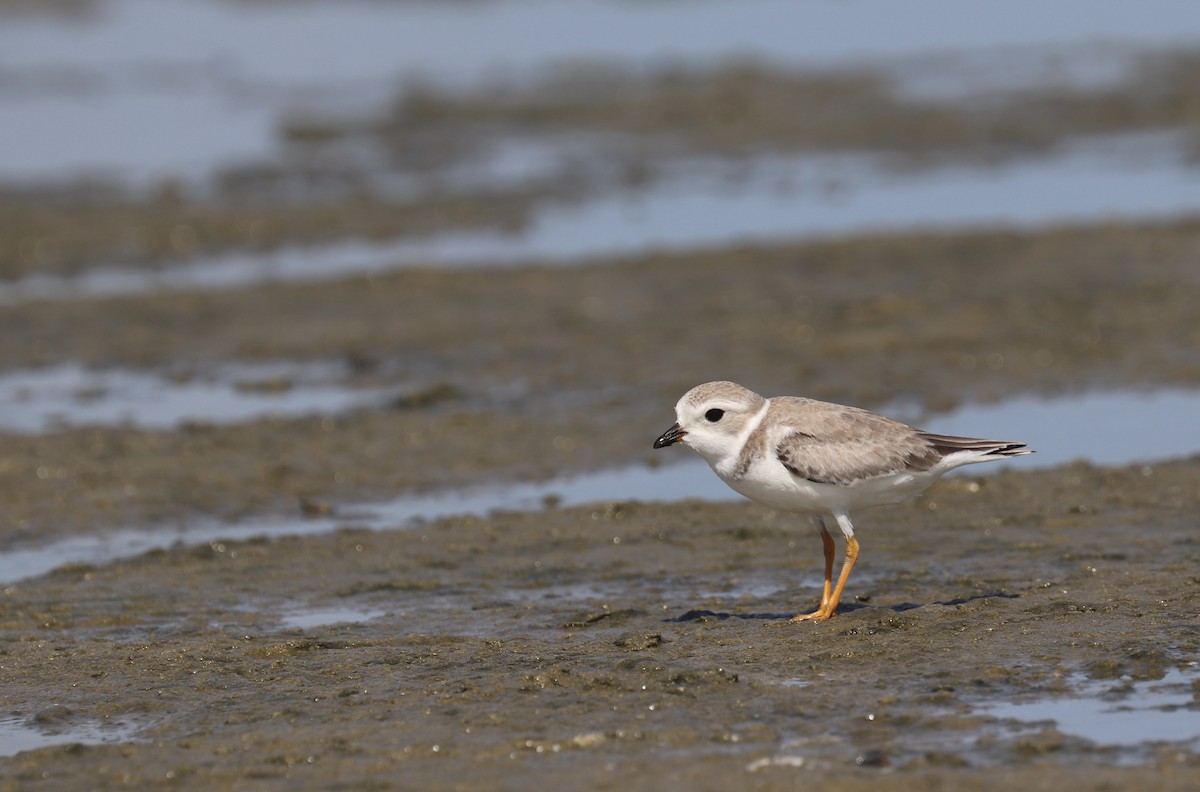 Piping Plover - ML476535061