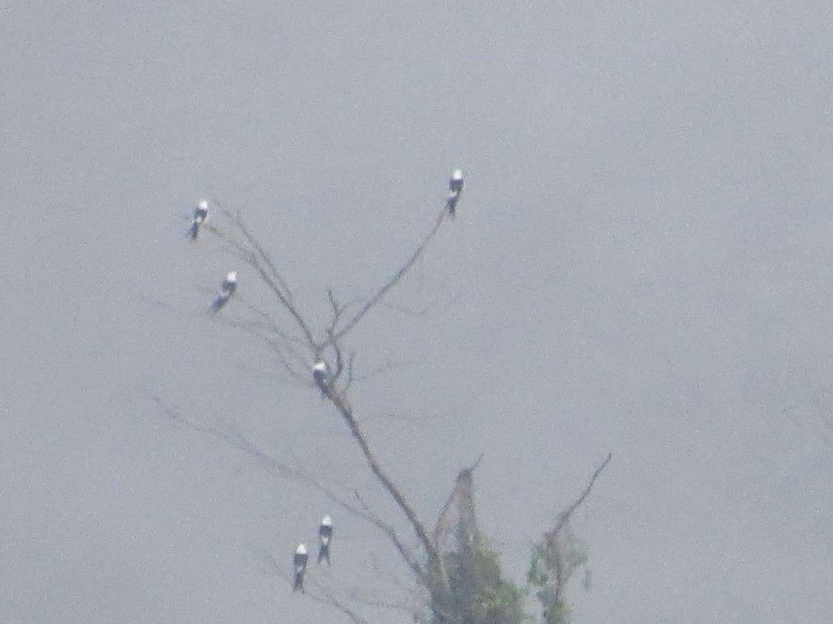 Swallow-tailed Kite - ML476539261