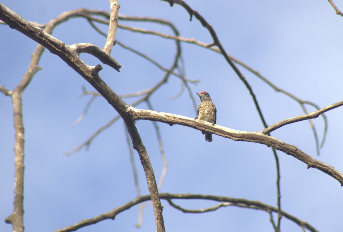 White-bellied Piculet - ML476542161