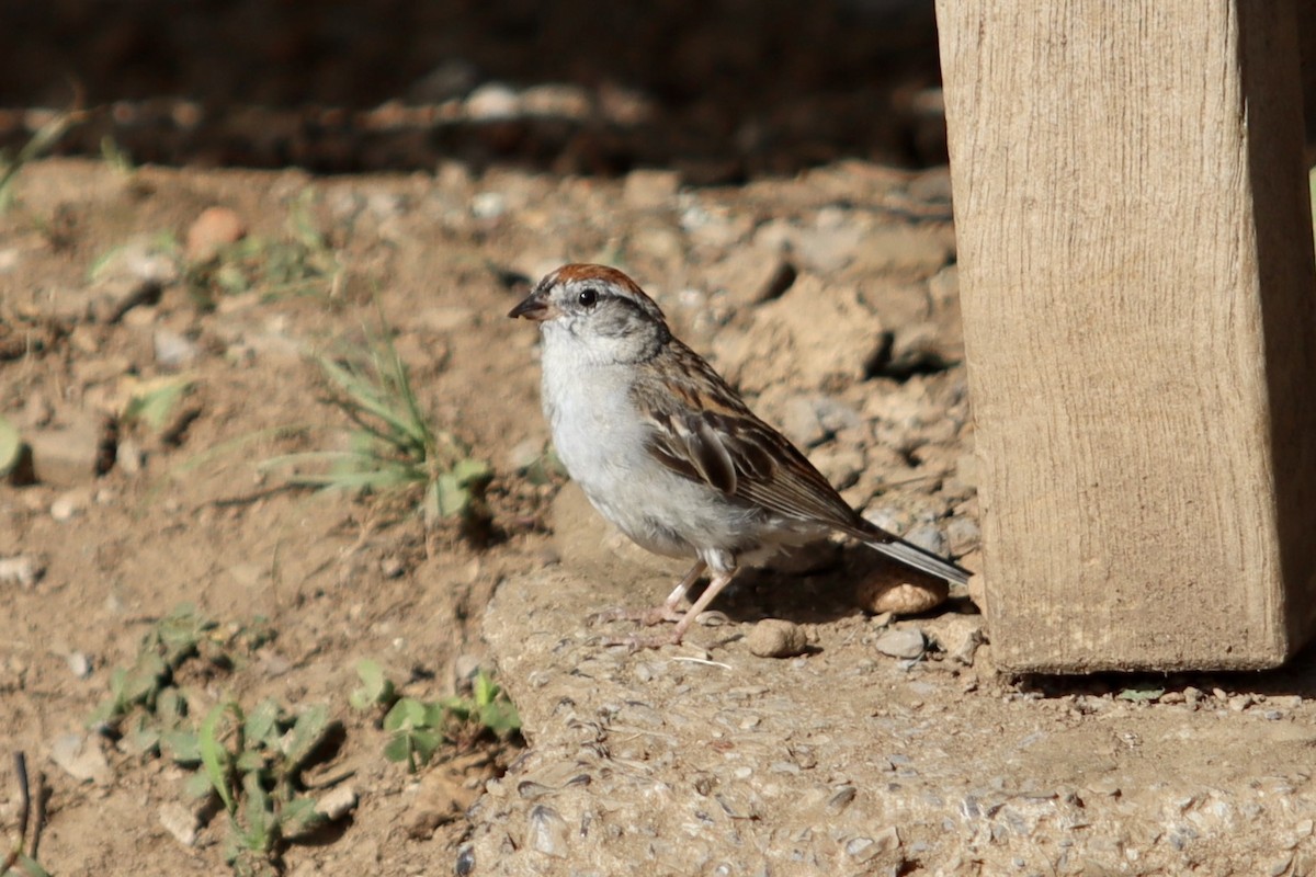Chipping Sparrow - ML476554101