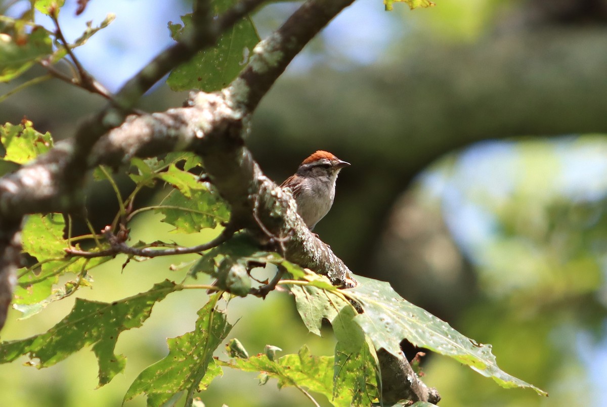 Chipping Sparrow - ML476554111