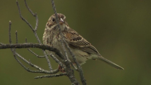 Vesper Sparrow - ML476563