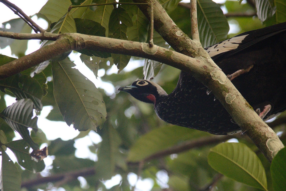 Black-fronted Piping-Guan - ML476563931