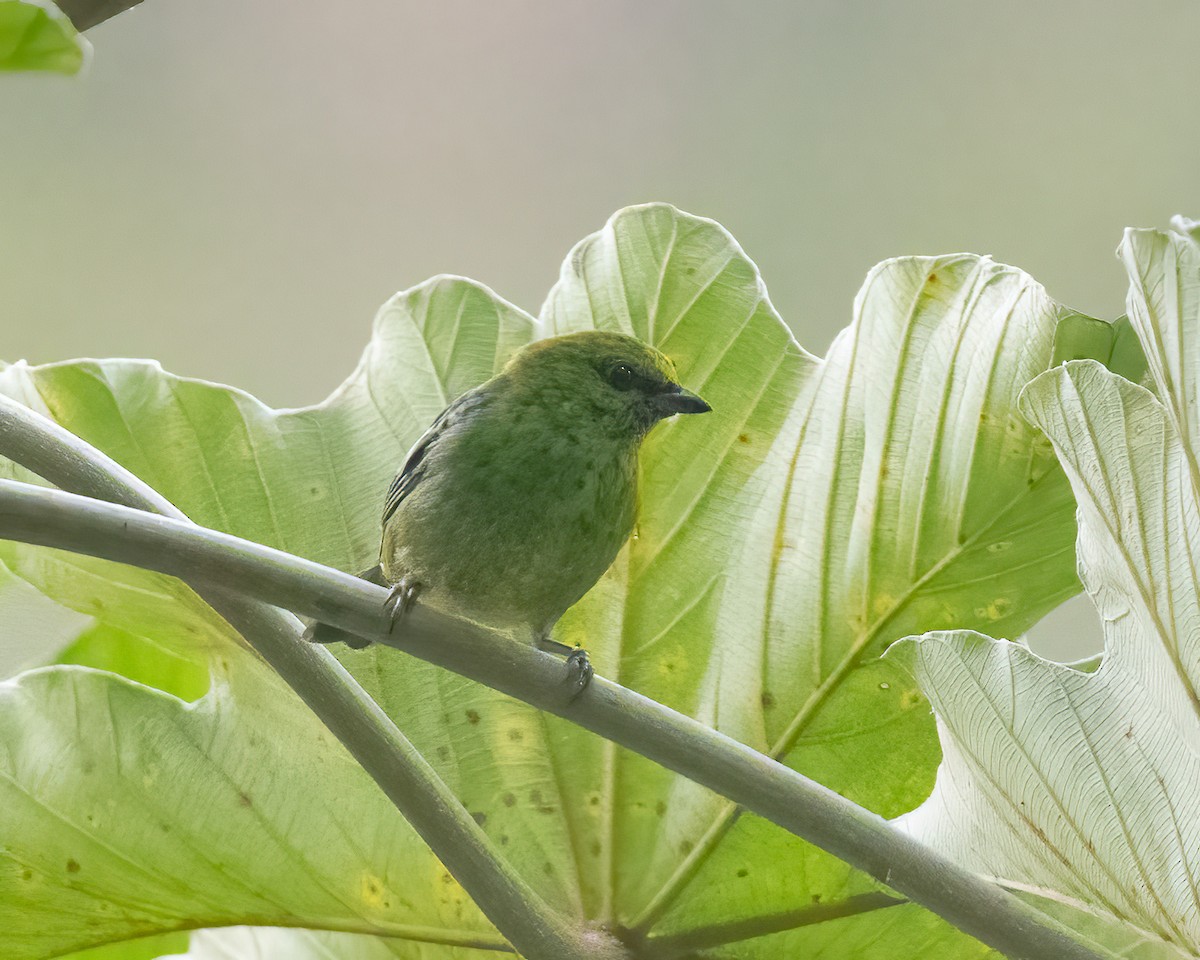 Dotted Tanager - Anthony Kaduck