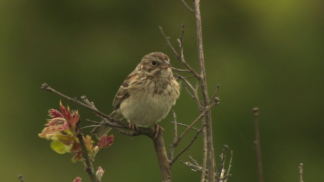 Vesper Sparrow - ML476573