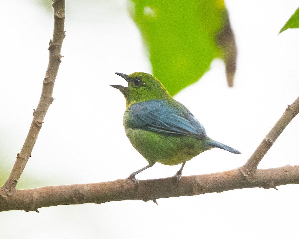 Dotted Tanager - ML476573961