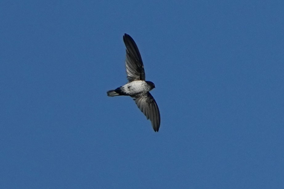 Glossy Swiftlet - Christopher Carlson