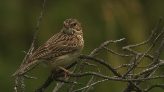 Vesper Sparrow - ML476576