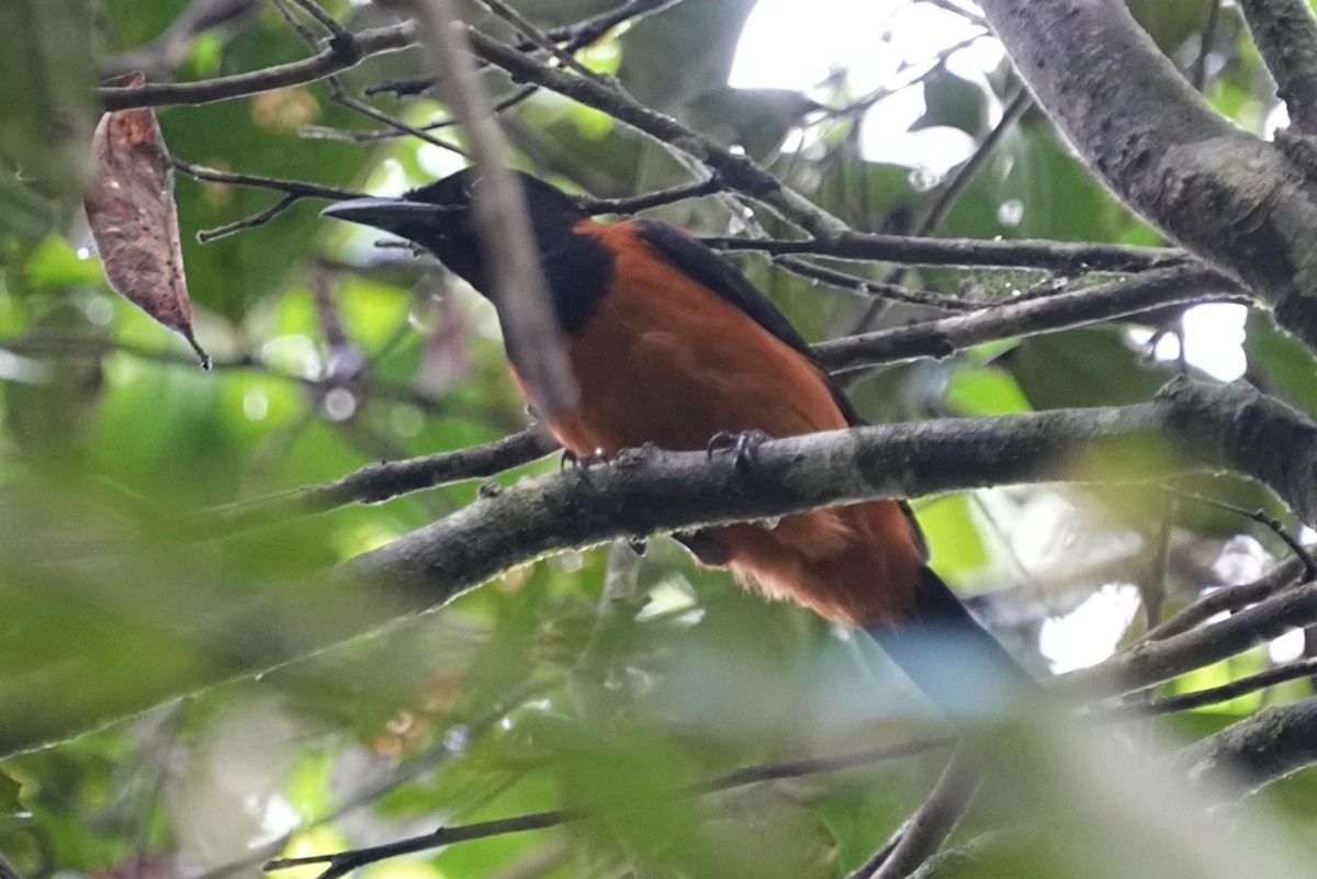 Hooded Pitohui - Christopher Carlson
