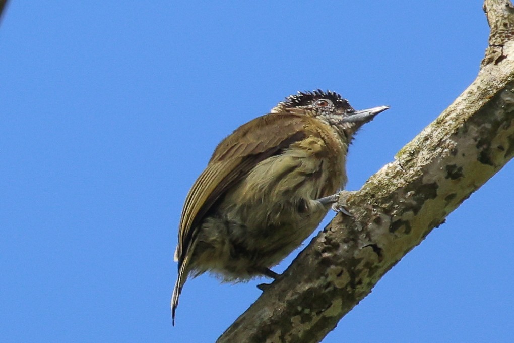 Olivaceous Piculet - ML476578841