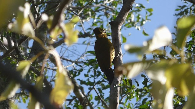 Golden-green Woodpecker - ML476585151