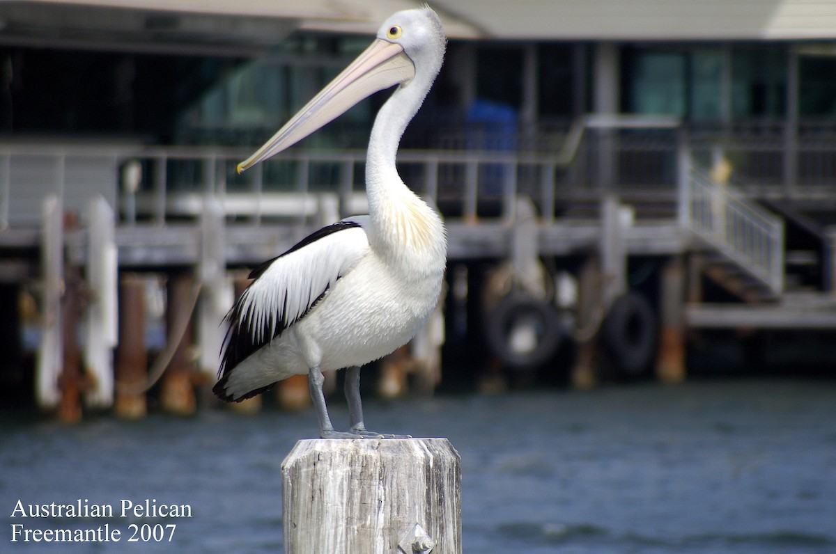 Australian Pelican - Alan Green