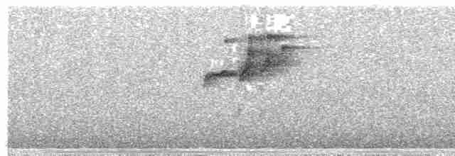 Тиран-карлик амазонійський - ML476589291