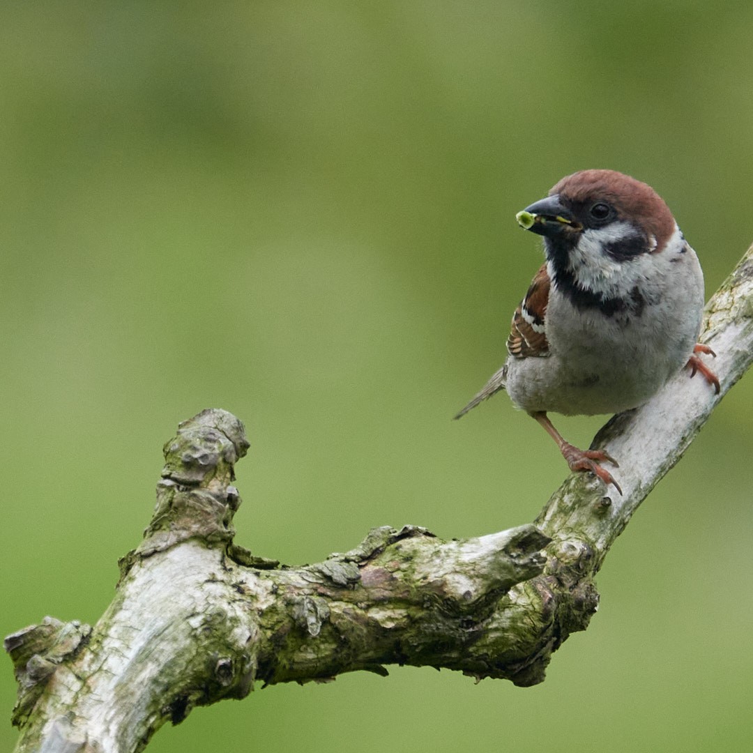 Eurasian Tree Sparrow - ML476589351