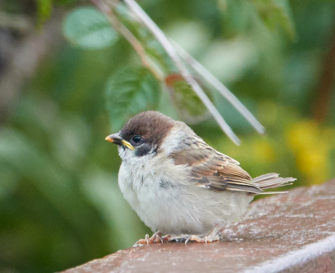 Eurasian Tree Sparrow - ML476589361