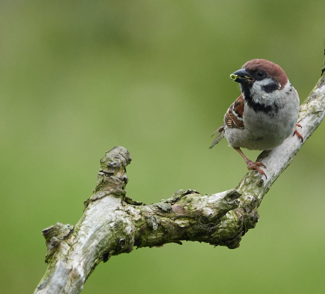 Eurasian Tree Sparrow - ML476589371