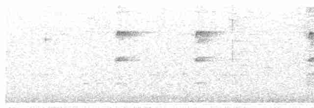 Белобрюхий тоди-тиранн - ML476589561